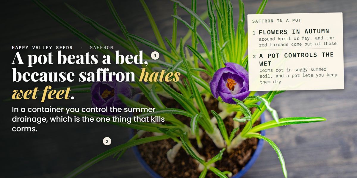 Saffron crocus flowering in a pot, marked flowers in autumn and a pot controls the wet, under the headline a pot beats a bed, because saffron hates wet feet