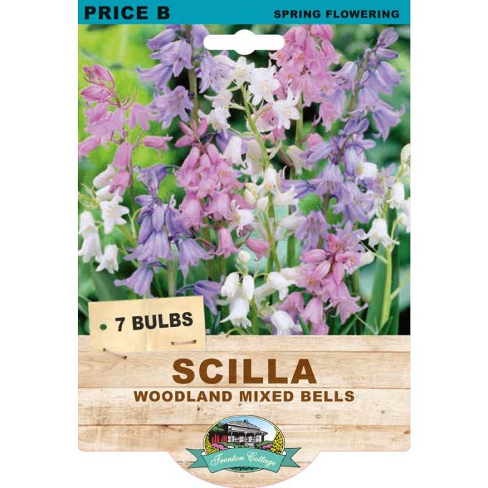Scilla Woodland Bells Mixed (Pack of 7 Bulbs) - Happy Valley Seeds