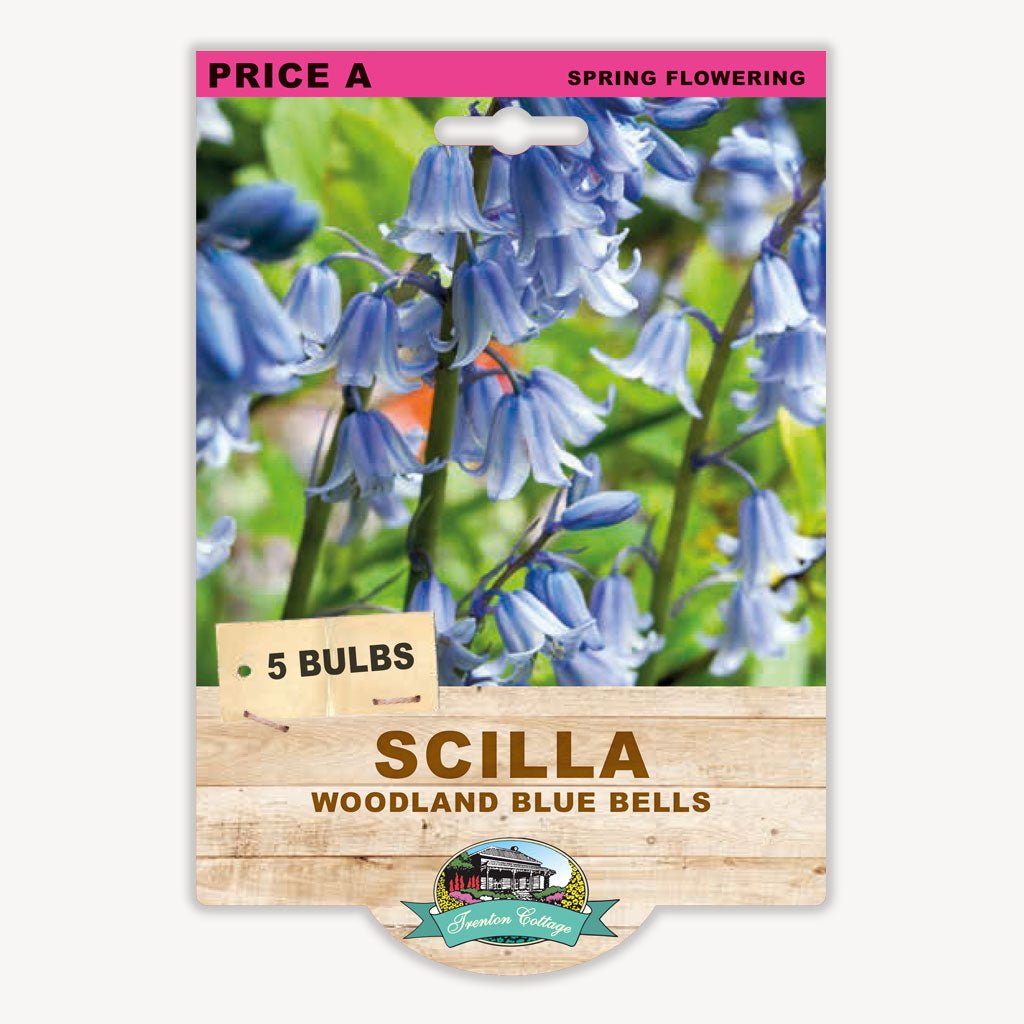Scilla Woodland Blue Bells (Pack of 5 Bulbs) - Happy Valley Seeds
