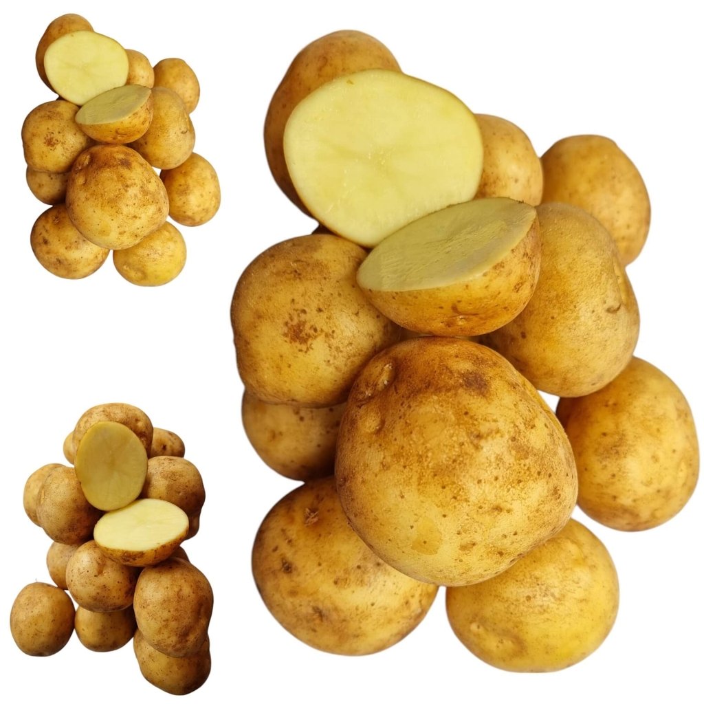 Buy Seed Potato Online Happy Valley Seeds