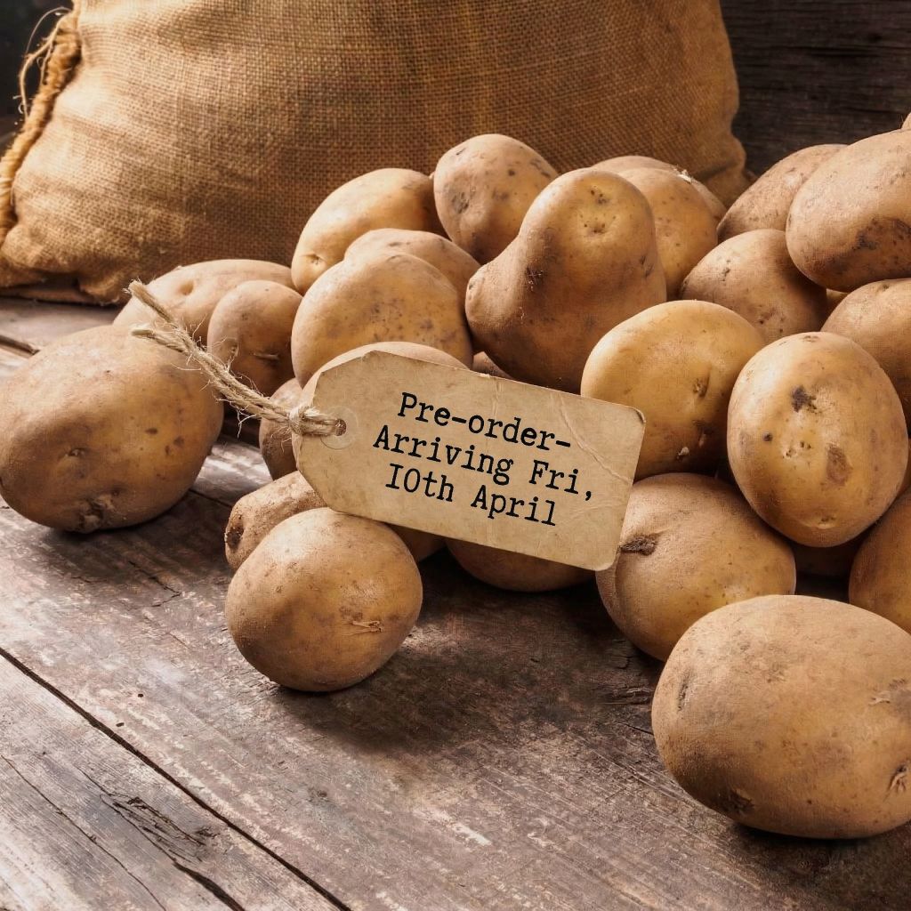 Seed Potato - Sebago [PRE - ORDER] - Happy Valley Seeds