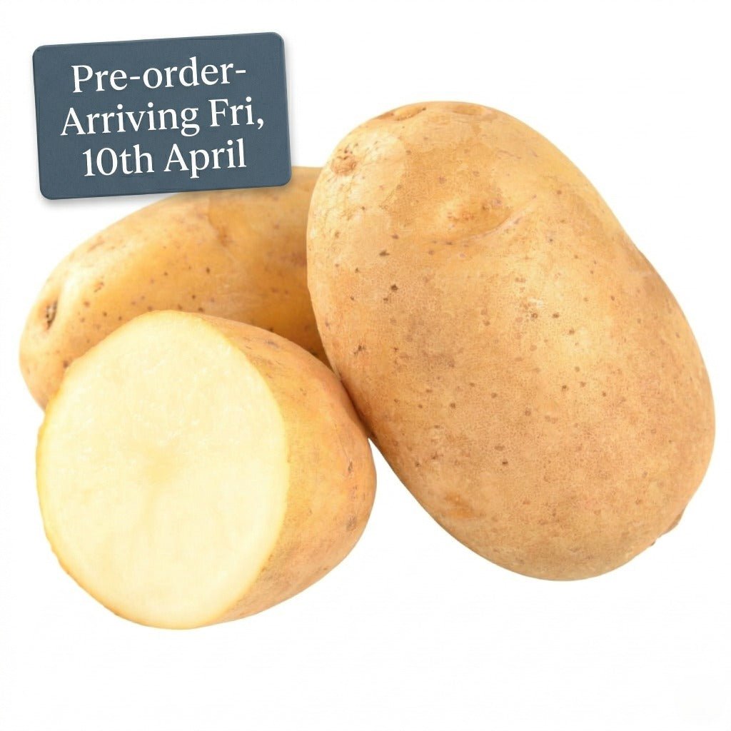 Seed Potato - White Star [PRE - ORDER] - Happy Valley Seeds