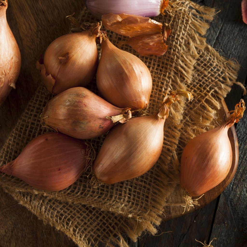 Shallot Golden (Pack of 5 Bulbs) - Happy Valley Seeds