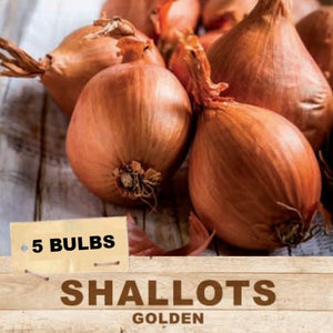 Shallot Golden (Pack of 5 Bulbs) (TC)