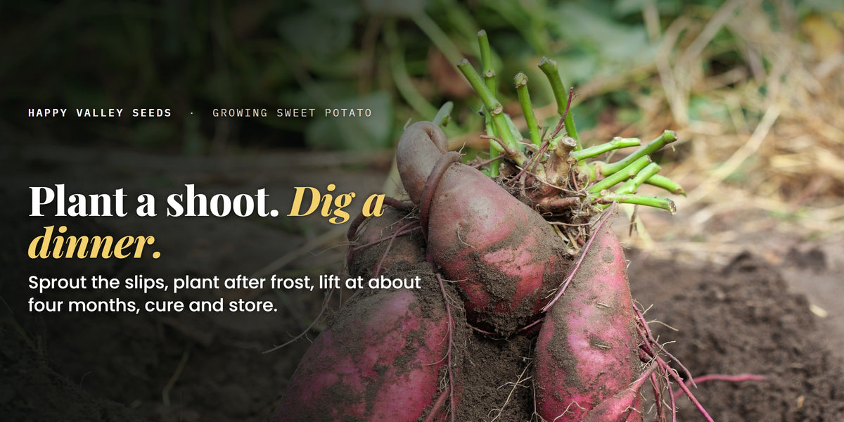 Freshly lifted sweet potatoes on turned soil, under the headline Plant a shoot, dig a dinner