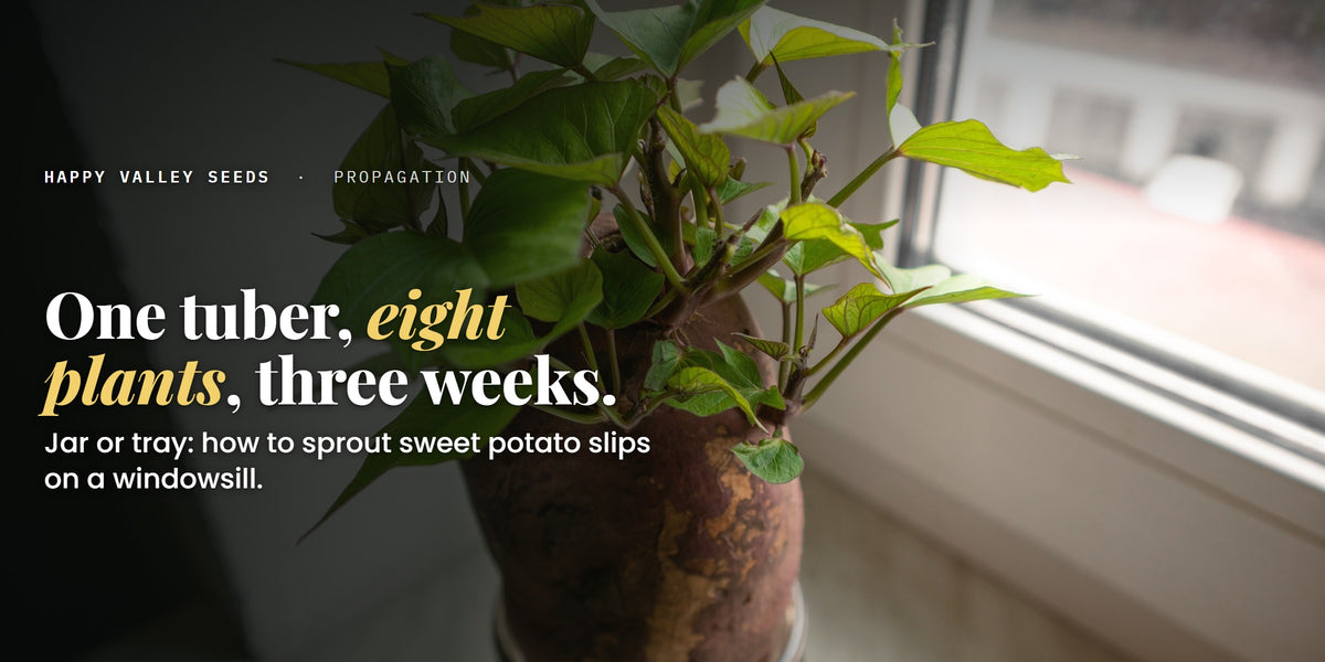 A sprouted sweet potato in a jar on a windowsill, under the headline One tuber, eight plants, three weeks