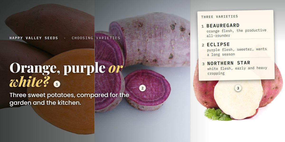Three sweet potatoes cut open, labelled Beauregard, Eclipse and Northern Star, under the headline Orange, purple or white
