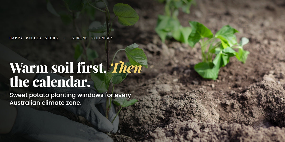 Gloved hands planting a sweet potato slip, under the headline Warm soil first, then the calendar