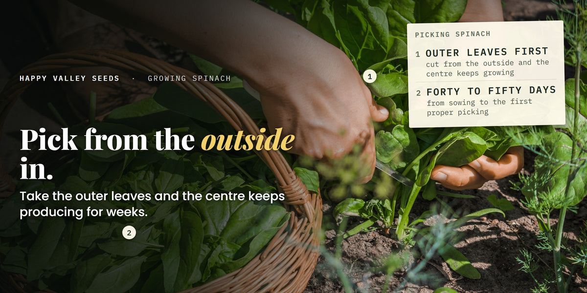 Hands picking spinach in a bed beside a full basket, labelled outer leaves first and forty to fifty days, under the headline pick from the outside in