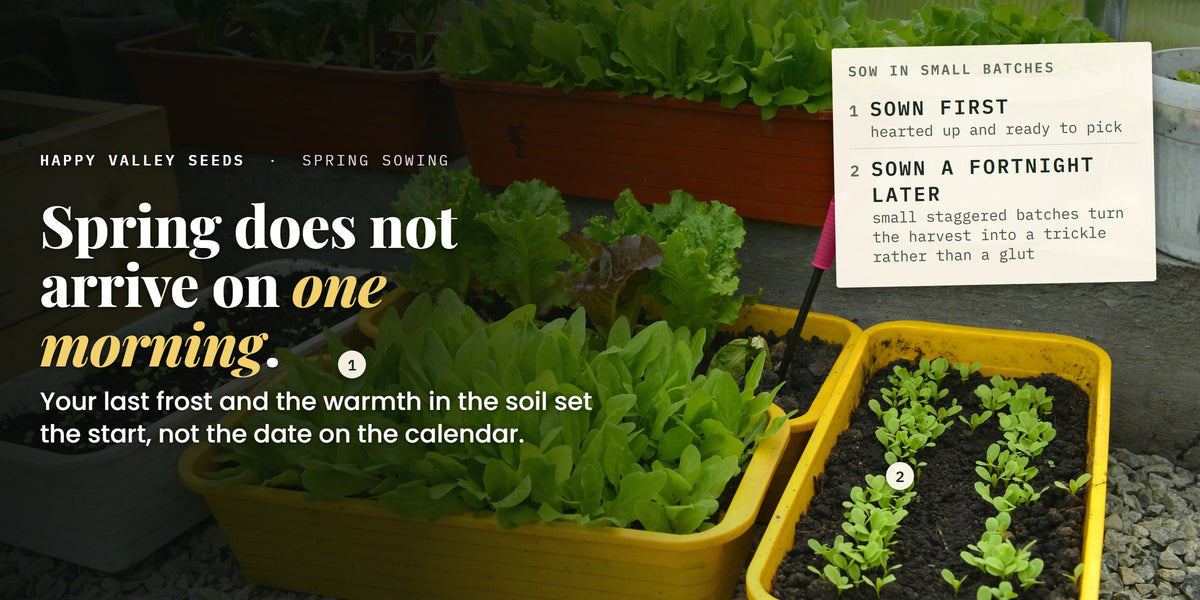Troughs of lettuce at different stages under glass, labelled sown first and sown a fortnight later, under the headline spring does not arrive on one morning