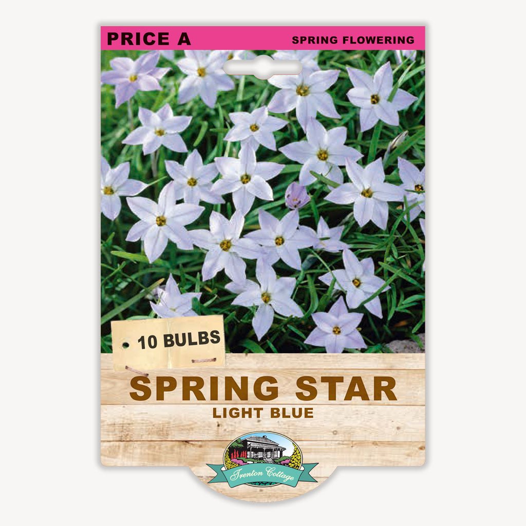 Spring Star Light Blue (Pack of 10 Bulbs) - Happy Valley Seeds