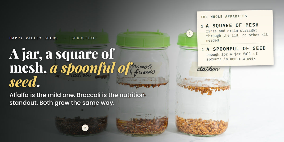 Three labelled sprouting jars with mesh lids and seed soaking, marked a square of mesh and a spoonful of seed, under the headline a jar, a square of mesh, a spoonful of seed