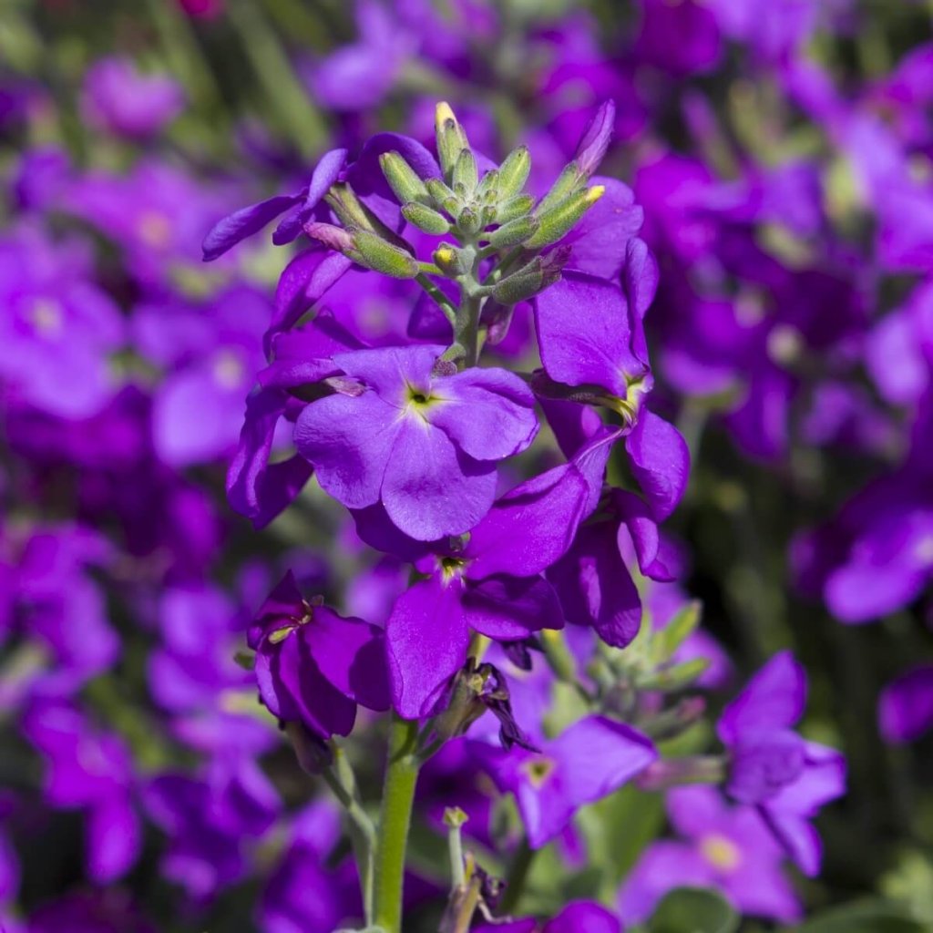 Stock - Giant Imperial Mixed seeds - Happy Valley Seeds