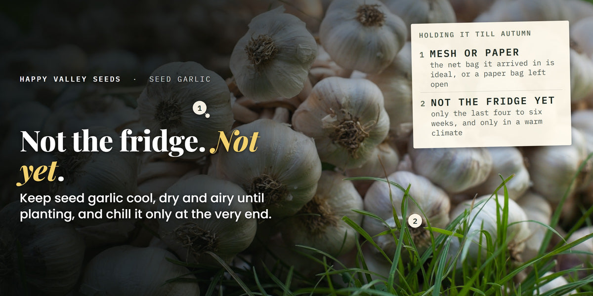 A heap of whole garlic bulbs, marked mesh or paper and not the fridge yet, under the headline not the fridge, not yet