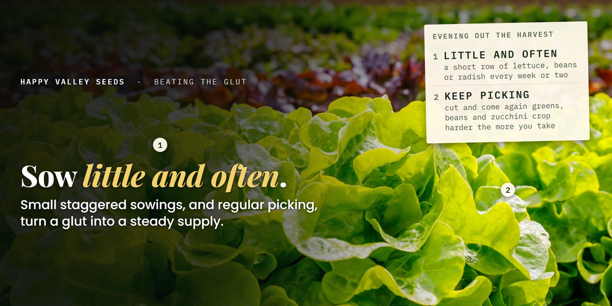 Rows of lettuce at staggered stages, marked little and often and keep picking, under the headline sow little and often