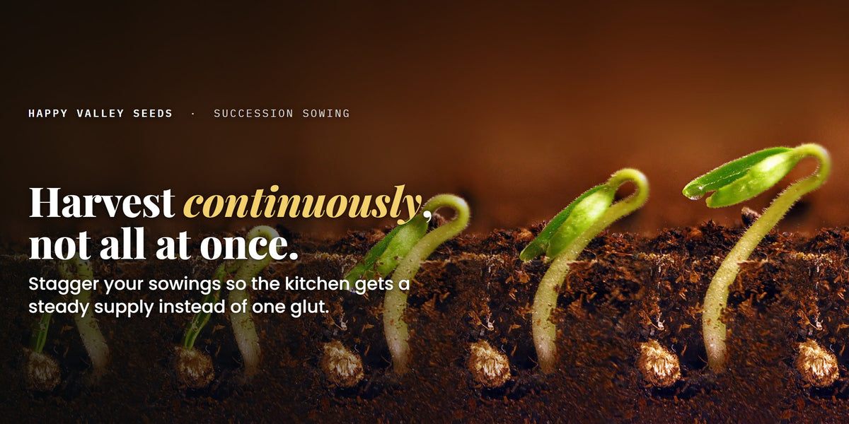 Harvest continuously, not all at once. Stagger your sowings so the kitchen gets a steady supply instead of one glut.