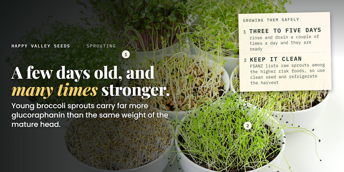 Bowls of sprouts at different stages, marked three to five days and keep it clean, under the headline a few days old, and many times stronger