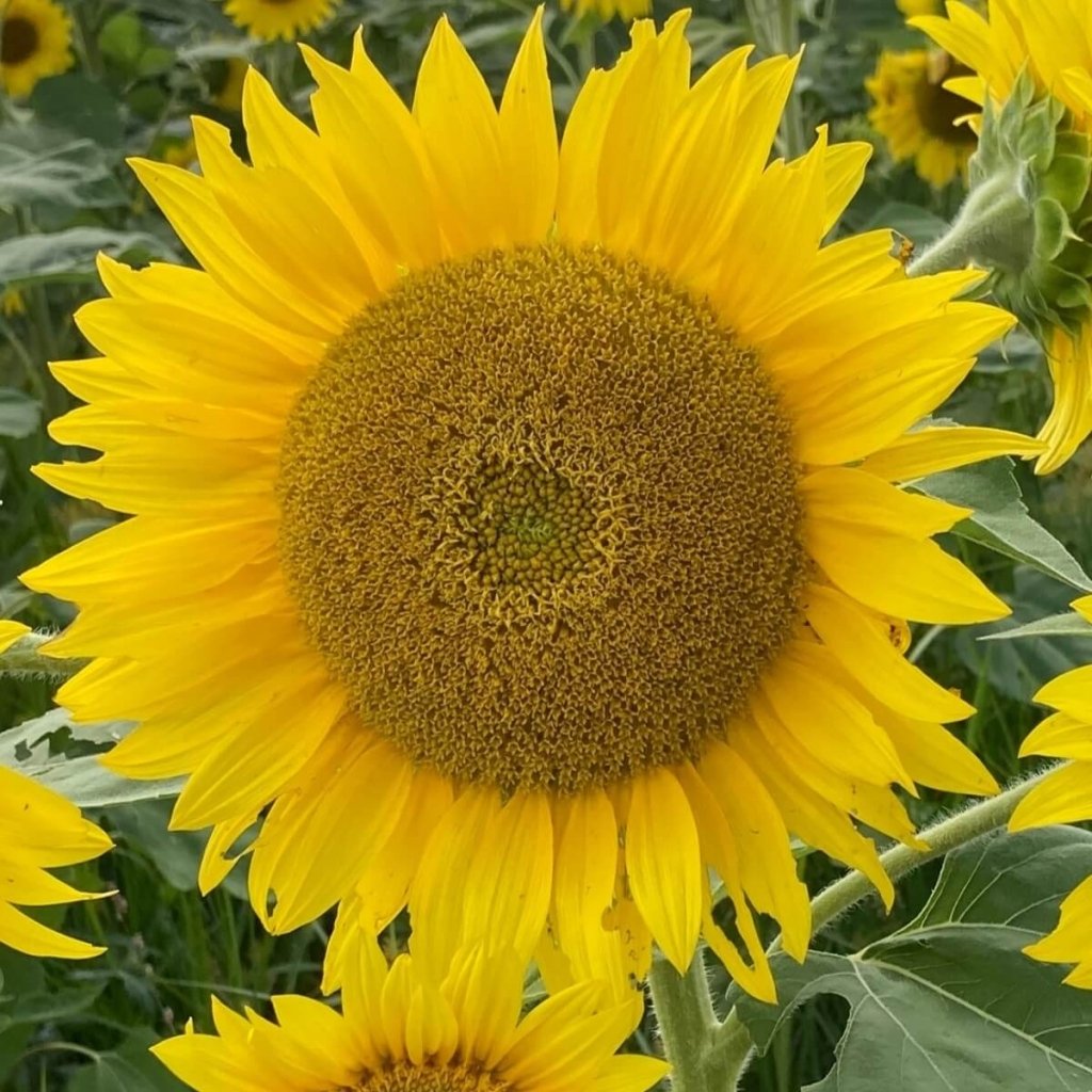 Sunflower - Compact Landscape seeds - Happy Valley Seeds
