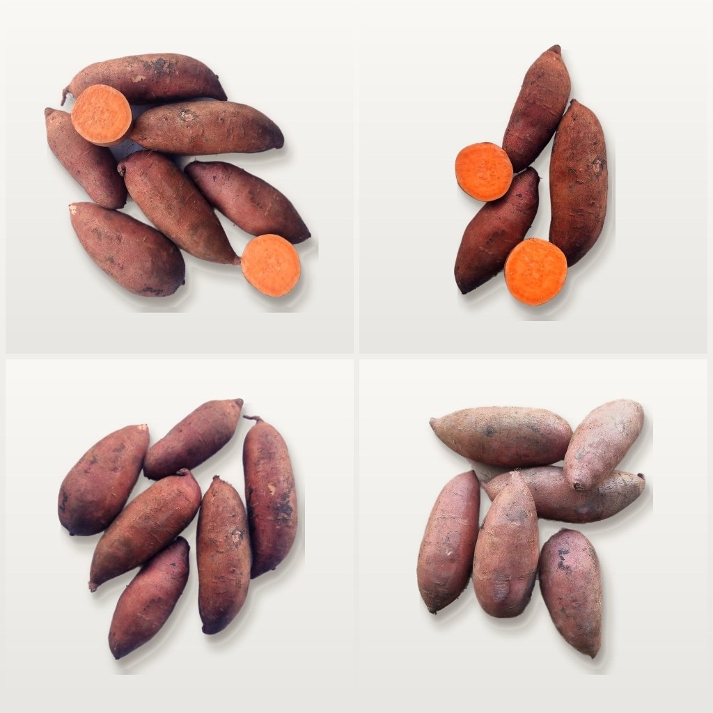 Sweet Potato - Beauregard Tubers - Happy Valley Seeds