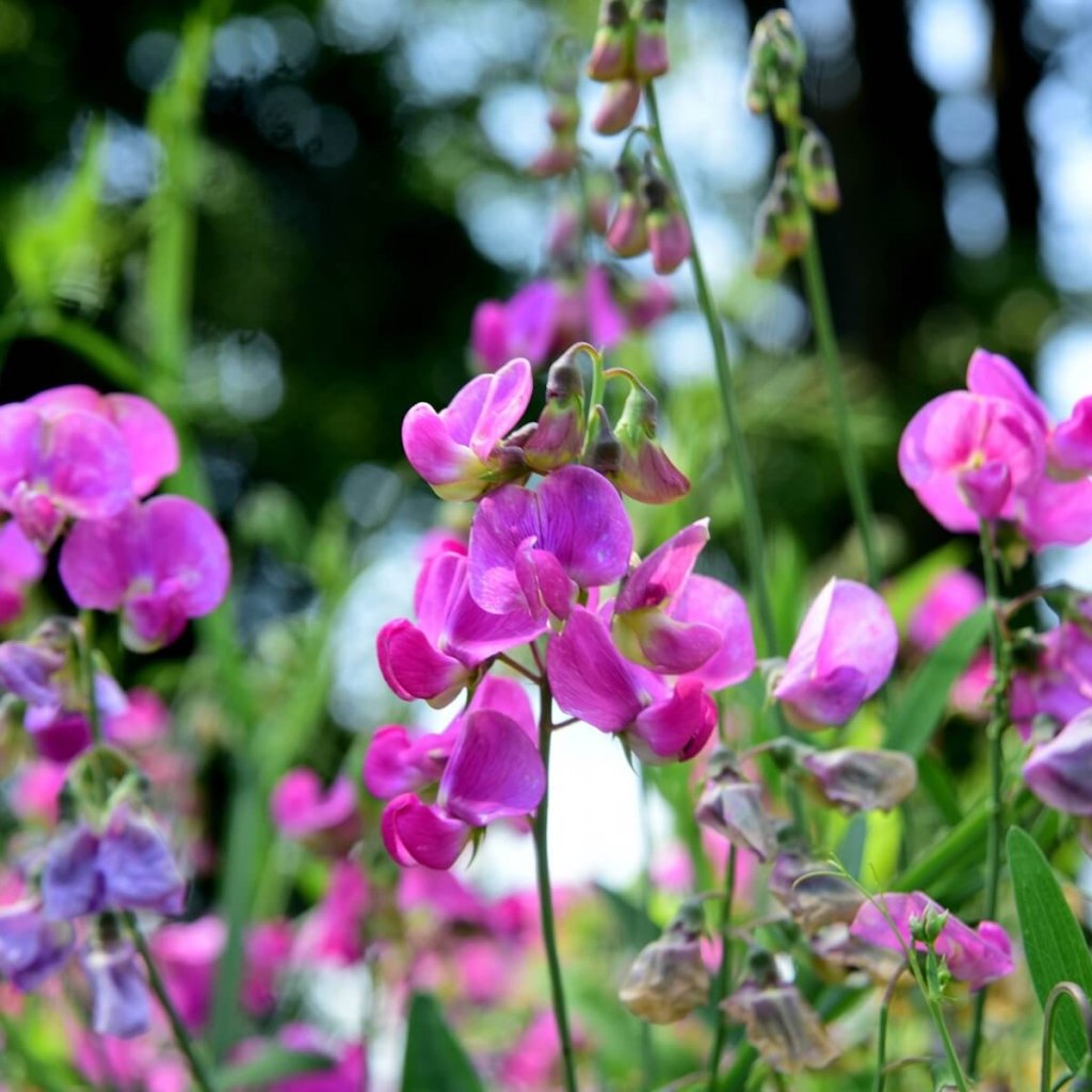 Sweetpea - Streamers Pink seeds - Happy Valley Seeds
