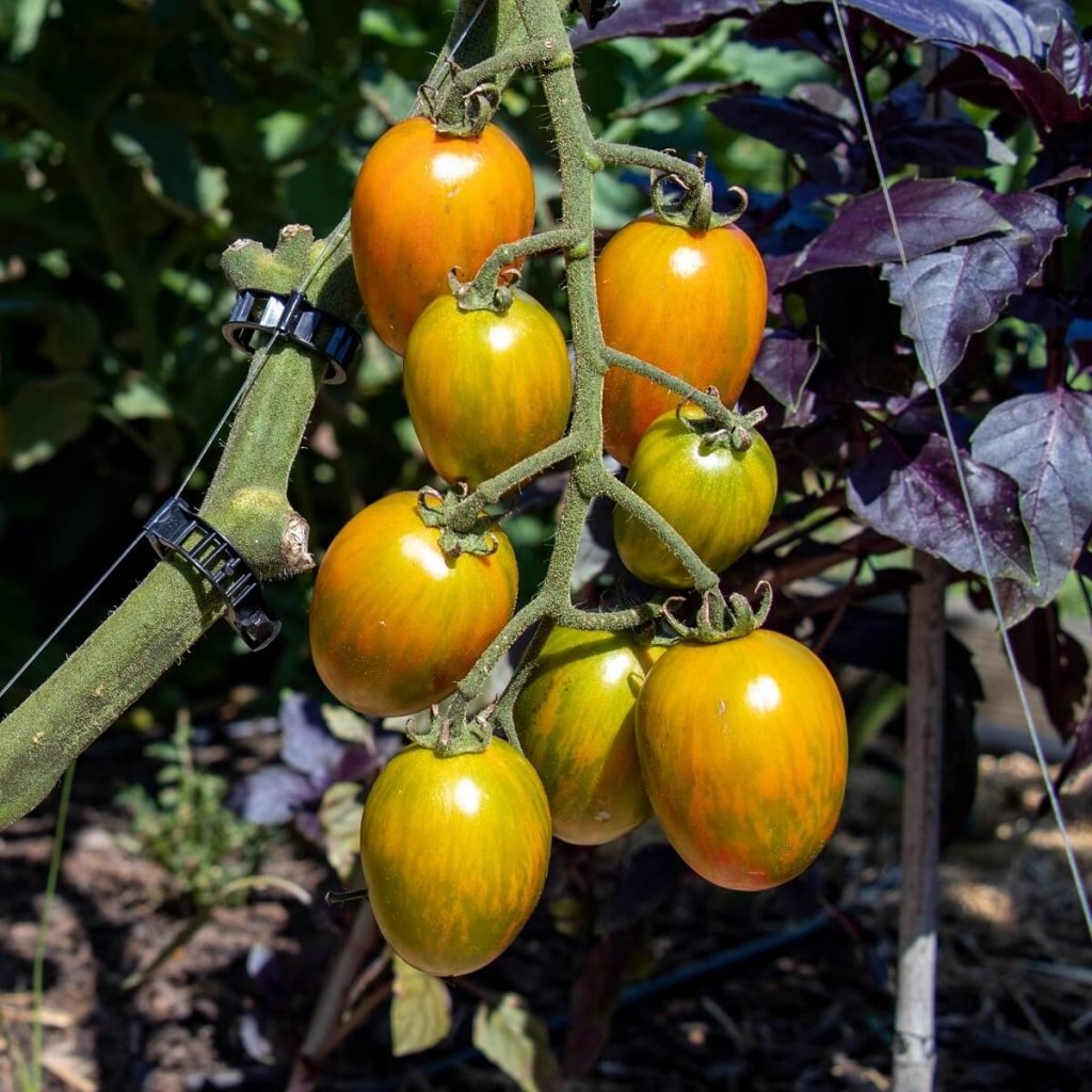 Tomato - Atomic Sunset seeds - Happy Valley Seeds