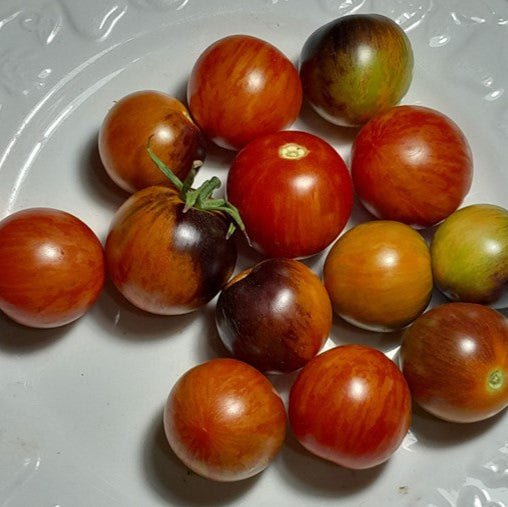 Tomato - Blue Ambrosia seeds - Happy Valley Seeds