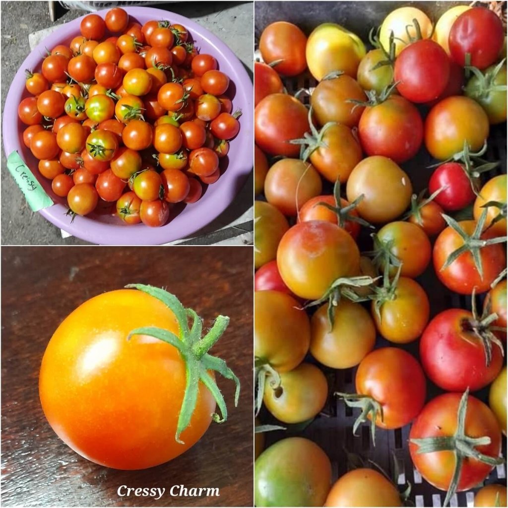Tomato - Cressy Charm seeds - Happy Valley Seeds