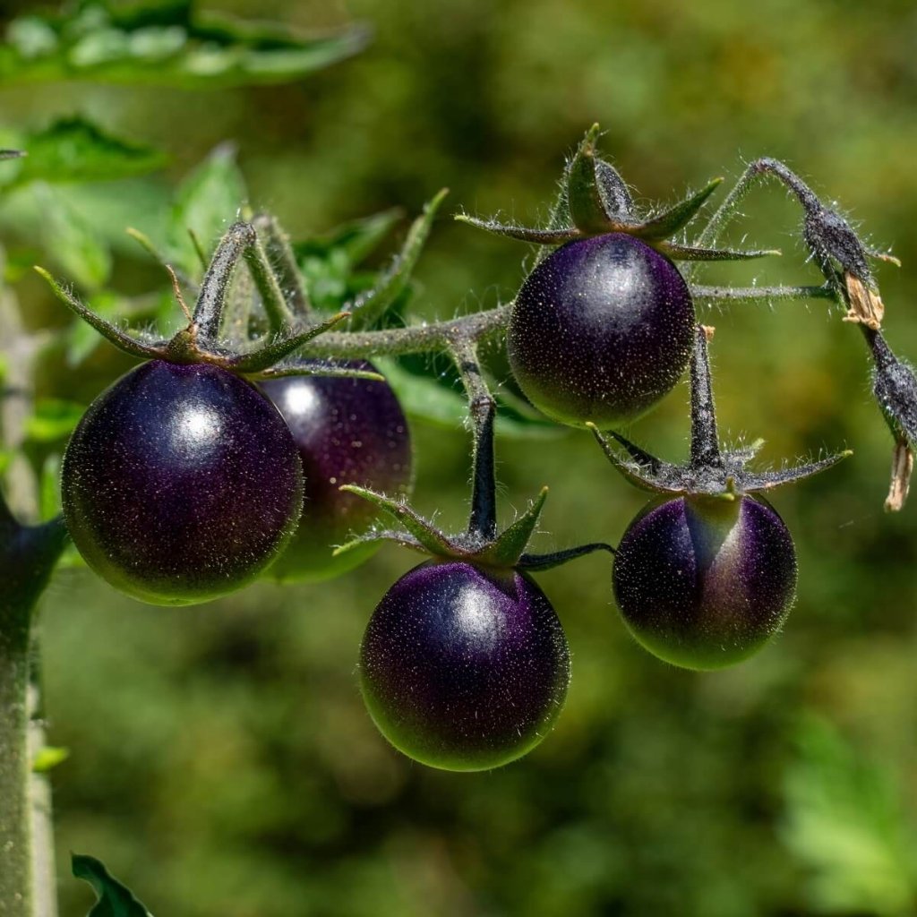 Tomato - Dancing With Smurfs seeds - Happy Valley Seeds