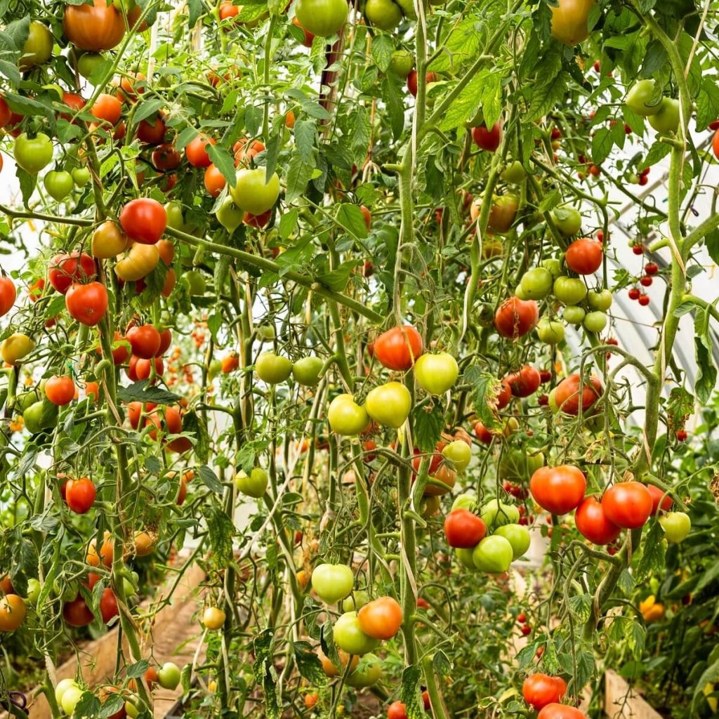 Tomato - Giant Tree seeds - Happy Valley Seeds