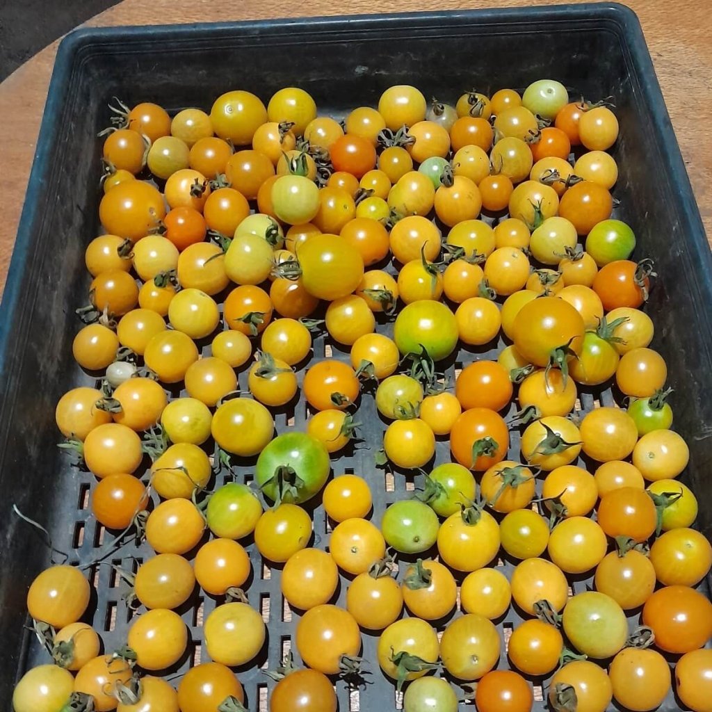 Tomato - Golden Eye seeds - Happy Valley Seeds
