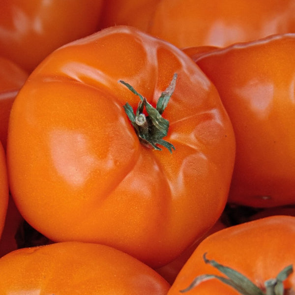 orange strawberry tomato seeds Tomato Orange Strawberry Seeds
