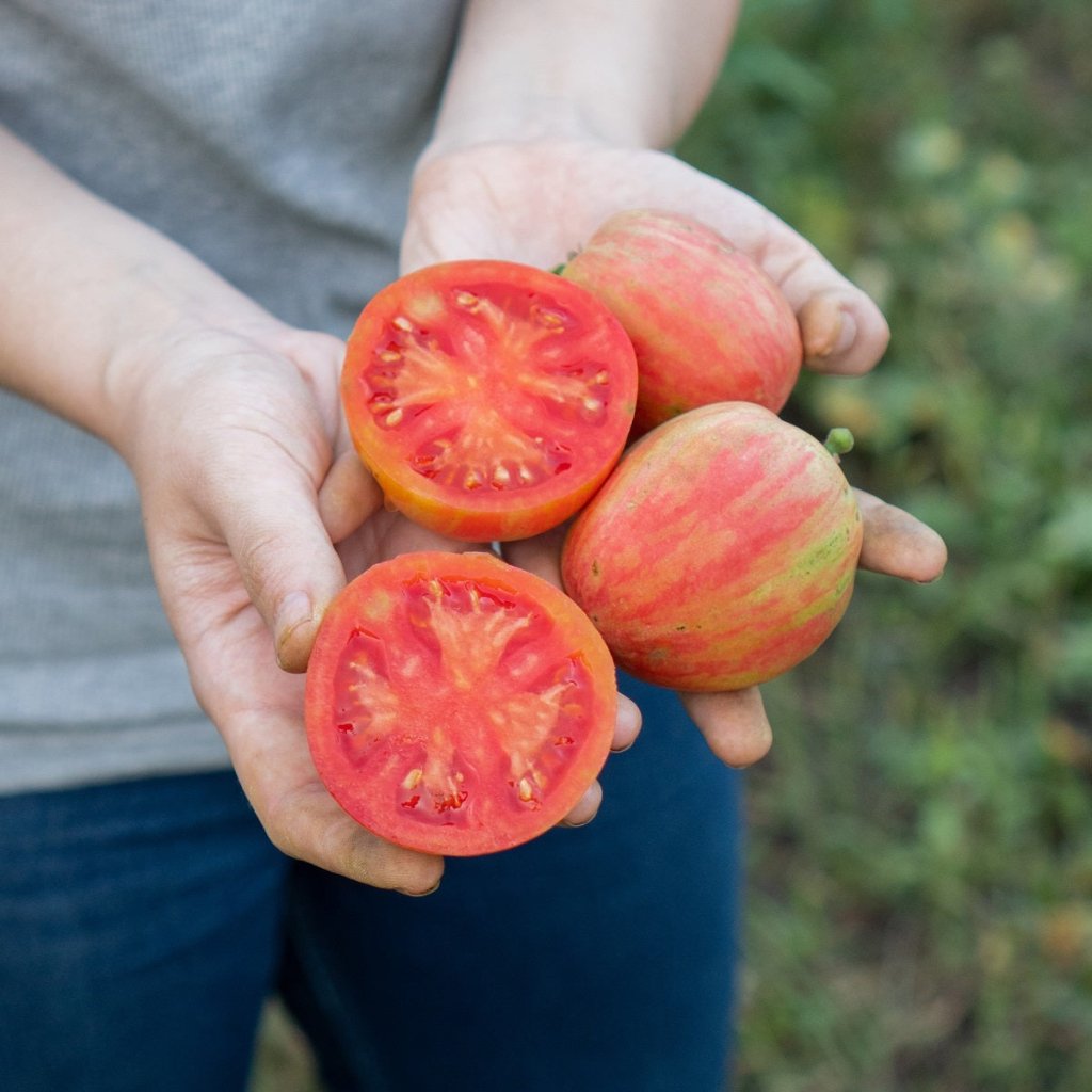 Tomato - Red Boar seeds - Happy Valley Seeds
