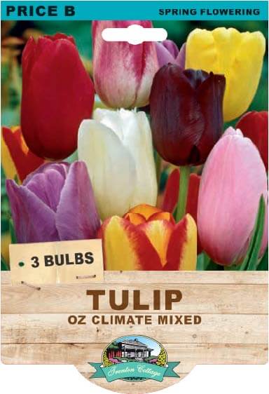 Tulip 'Oz Climate' Mixed (Pack of 3 Bulbs) - Happy Valley Seeds