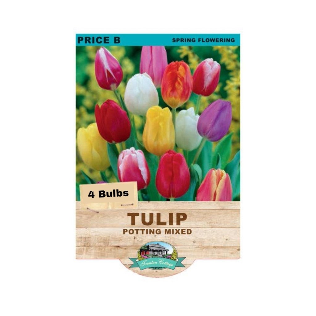 Tulip Potting Mixed (Pack of 4 Bulbs) - Happy Valley Seeds