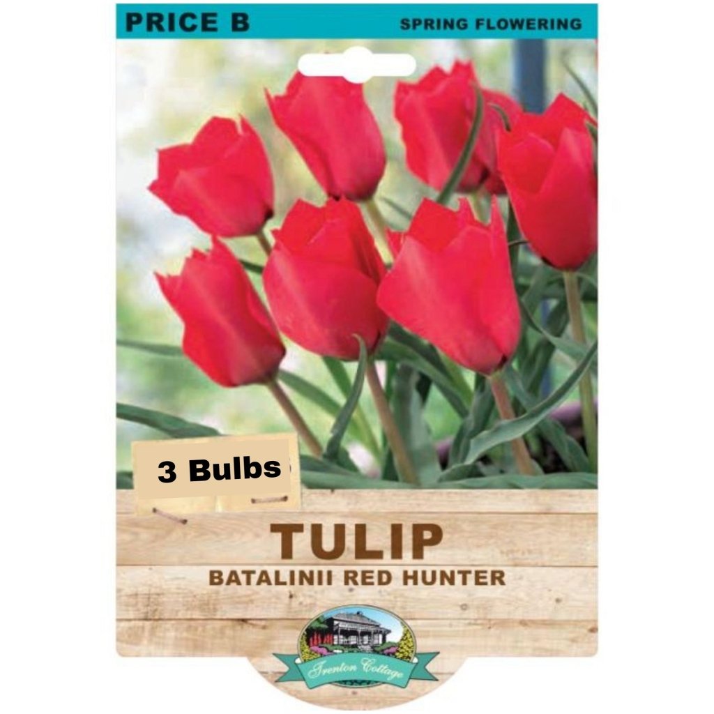 Tulip Red Hunter (Pack of 3 Bulbs) - Happy Valley Seeds