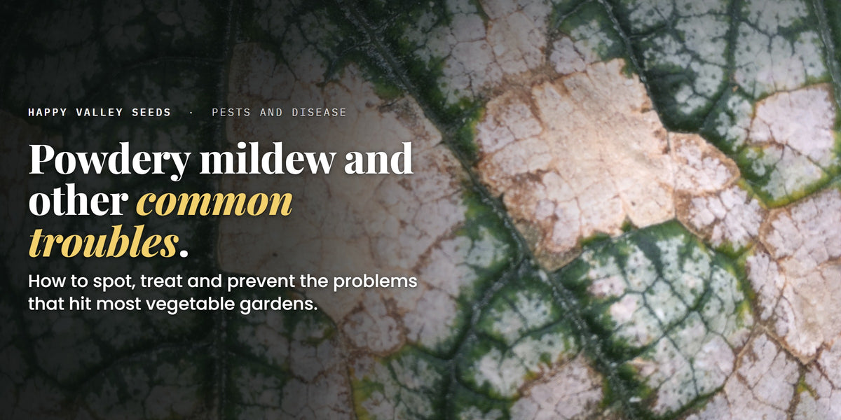 Powdery mildew and other common troubles. How to spot, treat and prevent the problems that hit most vegetable gardens.