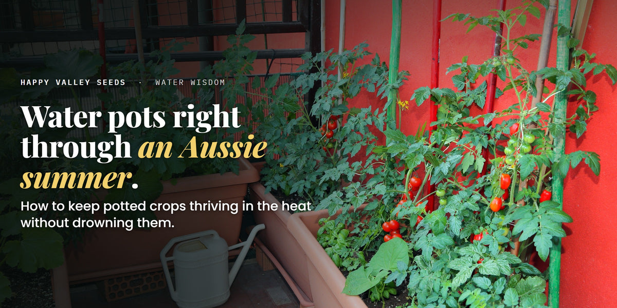 Water pots right through an Aussie summer. How to keep potted crops thriving in the heat without drowning them.