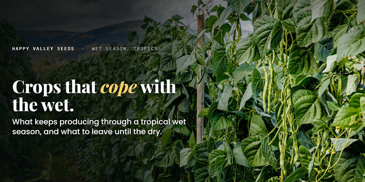 Crops that cope with the wet. What keeps producing through a tropical wet season, and what to leave until the dry.