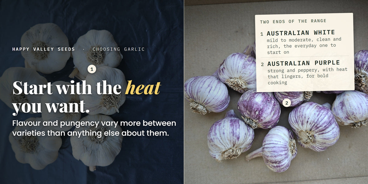 White and purple striped garlic bulbs side by side, labelled Australian White and Australian Purple, under the headline start with the heat you want