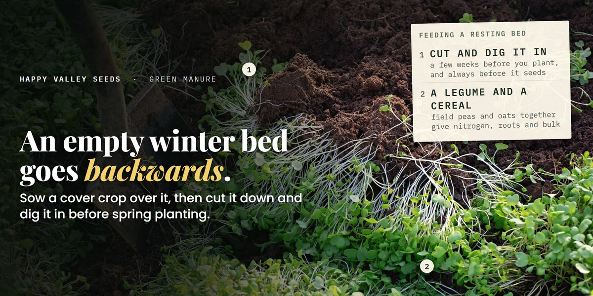 A spade digging a green cover crop into dark soil, labelled cut and dig it in and a legume and a cereal, under the headline an empty winter bed goes backwards