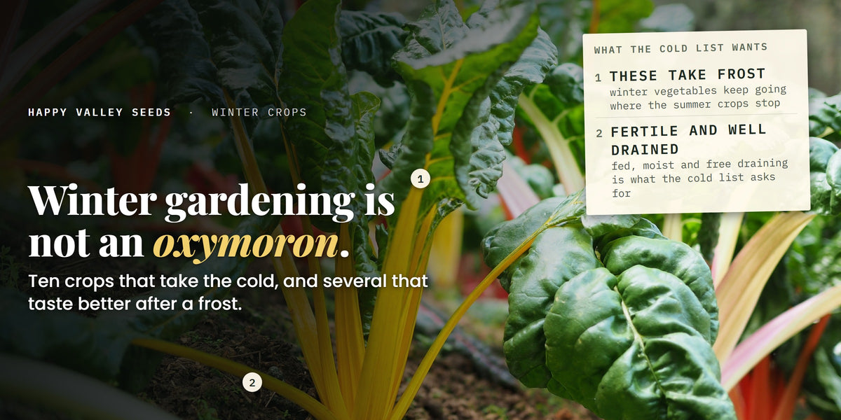 Rainbow stemmed silverbeet in a winter bed, marked these take frost and fertile and well drained, under the headline winter gardening is not an oxymoron
