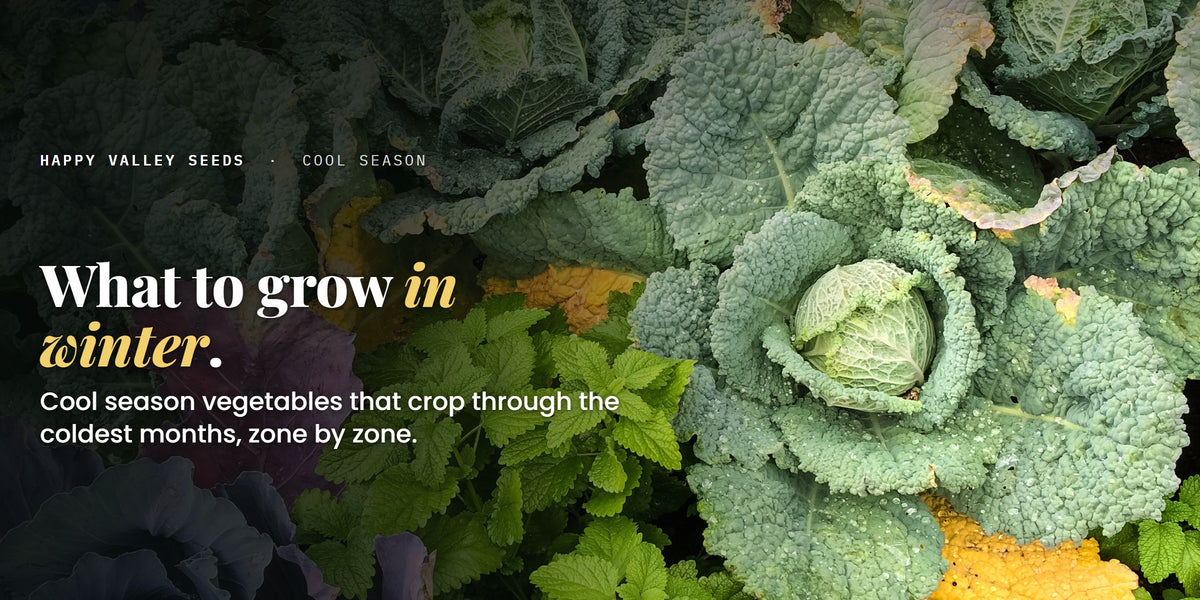 What to grow in winter. Cool season vegetables that crop through the coldest months, zone by zone.