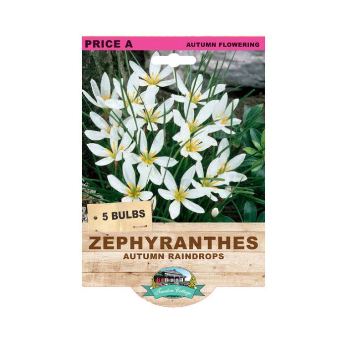 Zephyranthes - Autumn Raindrops (Pack of 5 Bulbs) - Happy Valley Seeds