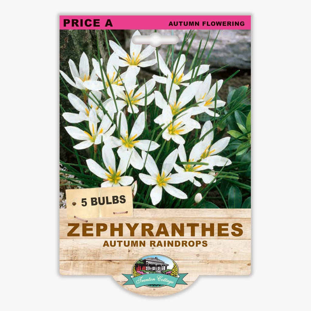 Zephyranthes - Autumn Raindrops (Pack of 5 Bulbs) - Happy Valley Seeds