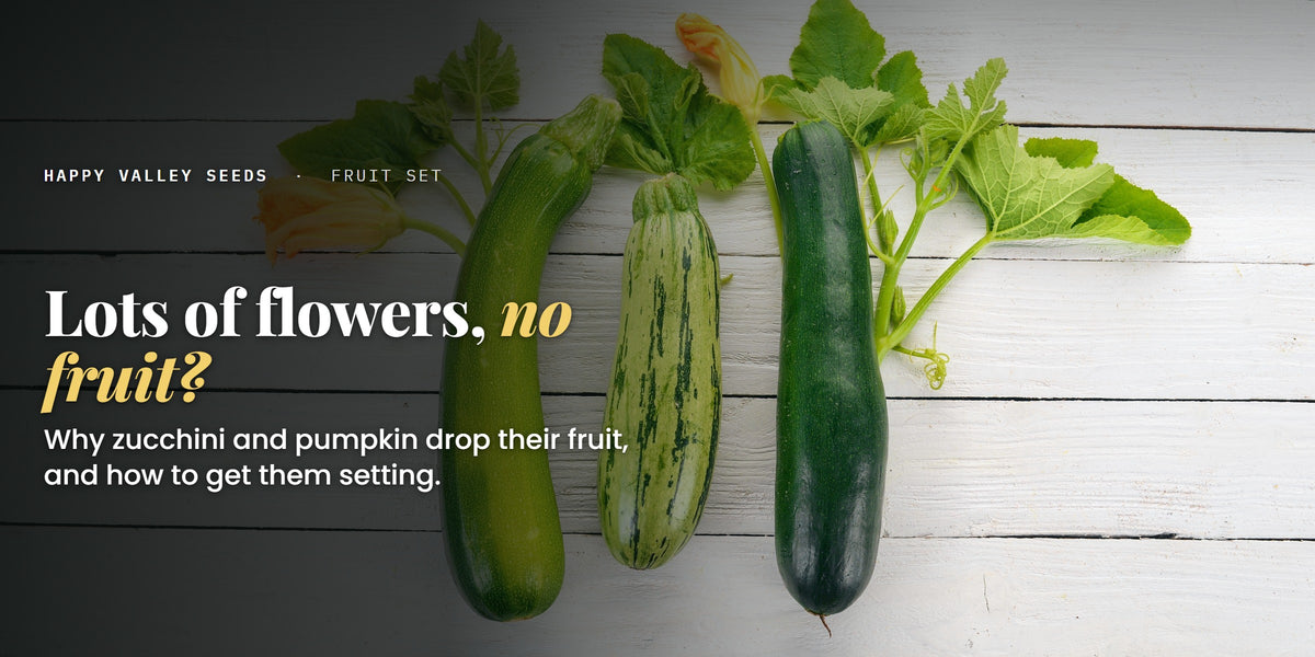 Lots of flowers, no fruit? Why zucchini and pumpkin drop their fruit, and how to get them setting.