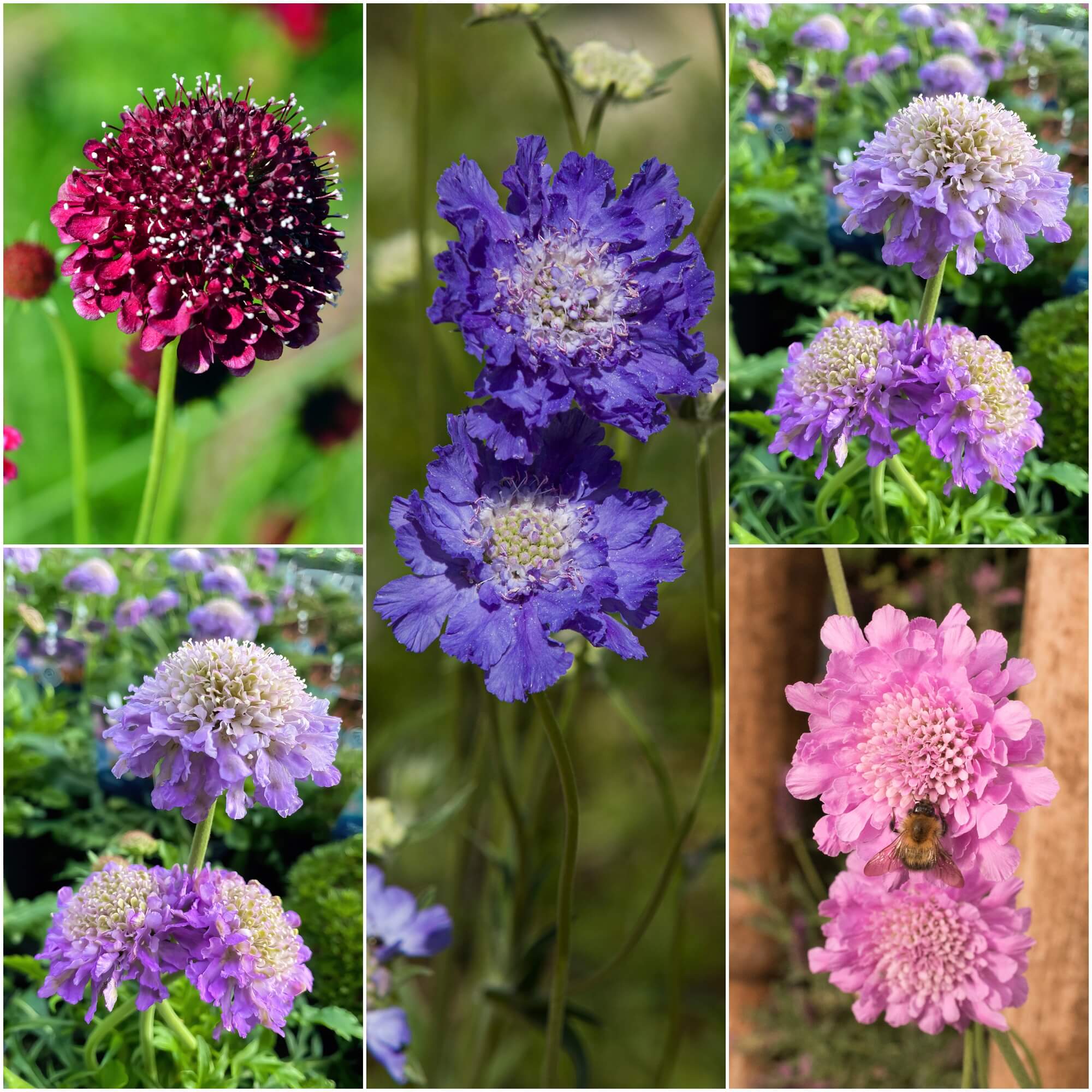 Scabiosa - Imperial Mix Pincushion seeds