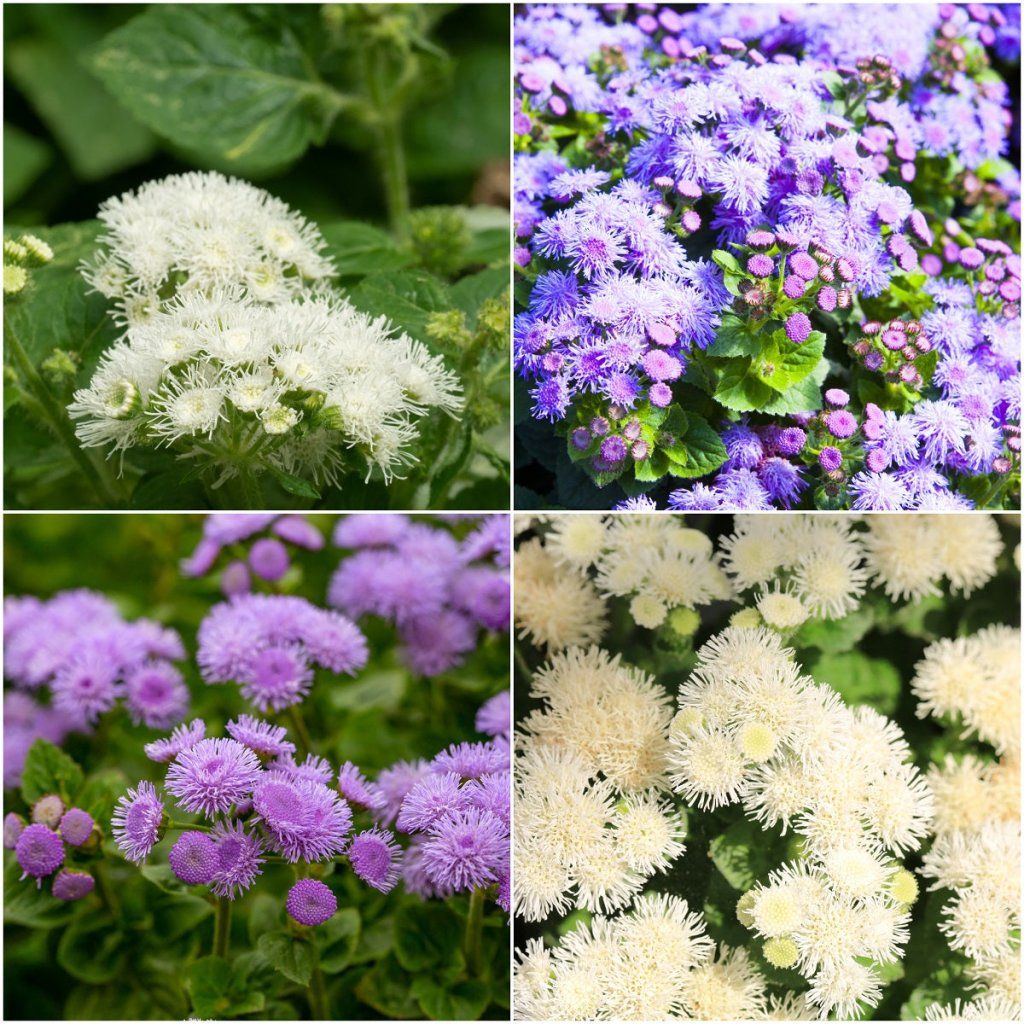 Ageratum - Ball Mixed seeds - Happy Valley Seeds