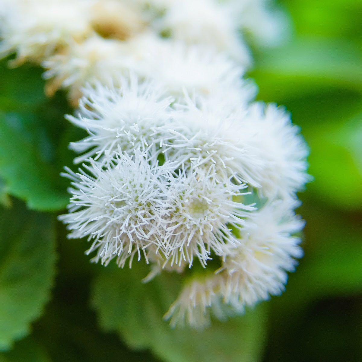 Ageratum - Ball White seeds