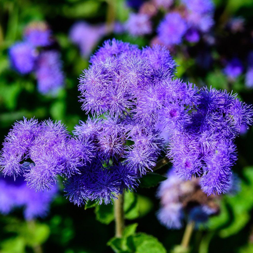 Buy Ageratum - Blue Mink seeds Online | Happy Valley Seeds