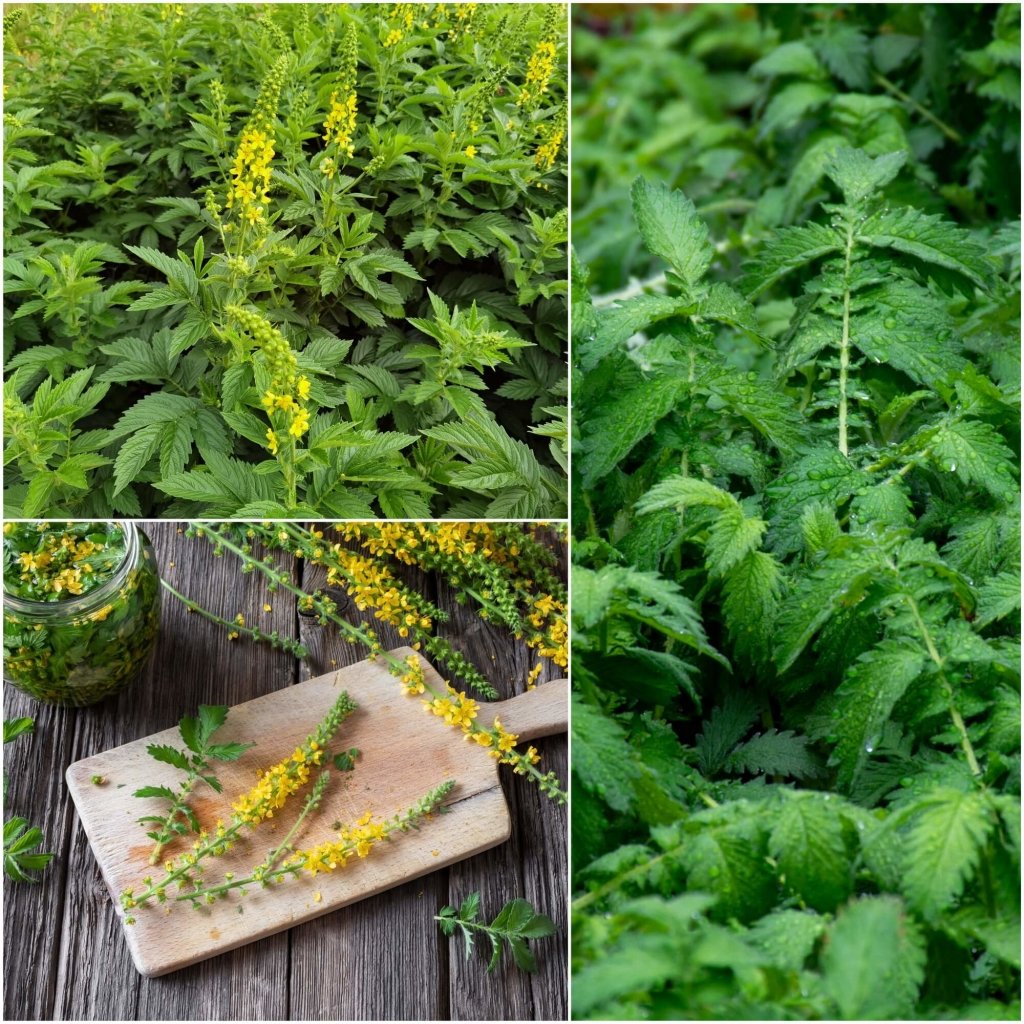 Agrimony seeds - Happy Valley Seeds